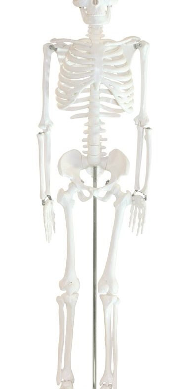 Skeleton Model (33.5 Inch) Thumbnail