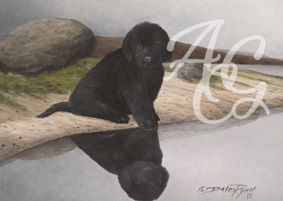 PUPPY REFLECTION Thumbnail